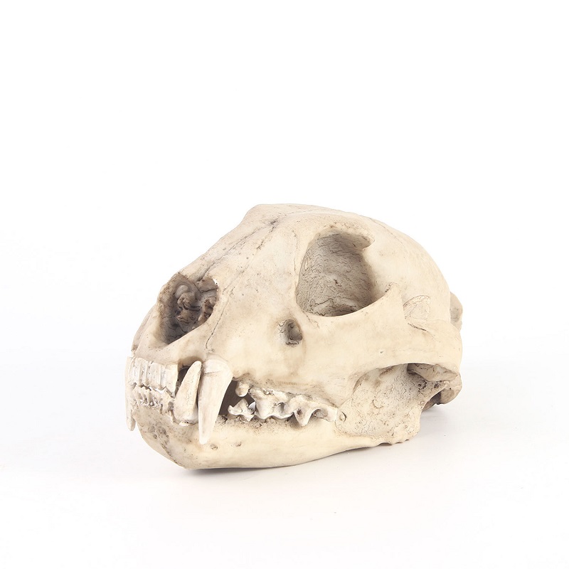 Leopard Skull Model Resin Craf - đánh giá và giá Art And Craft Zoo Animals