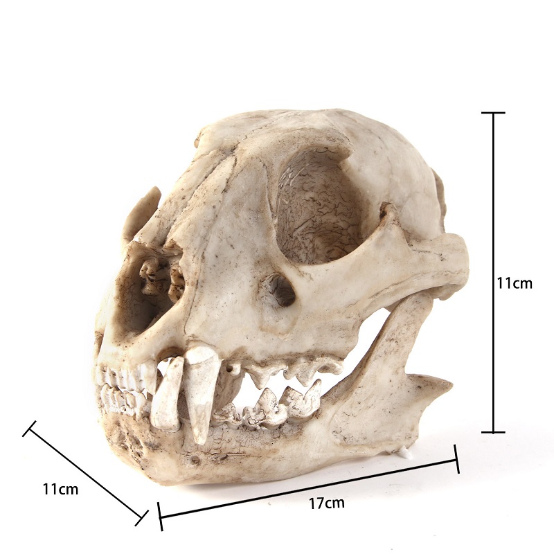 Leopard Skull Model Resin Craf - đánh giá và giá Art And Craft Zoo Animals
