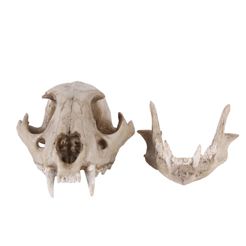 Leopard Skull Model Resin Craf - đánh giá và giá Art And Craft Zoo Animals