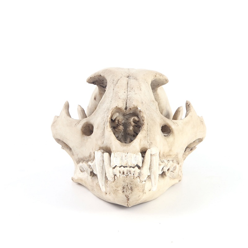 Leopard Skull Model Resin Craf - đánh giá và giá Art And Craft Zoo Animals